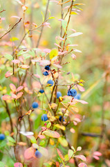 Bright juicy blue blueberries grow on a Bush next to shriveled overripe fruits in the wild northern forest.
