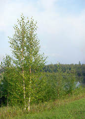 Obraz premium White small birch grows near the pond next to the thick grass and forest in the taiga of Yakutia.
