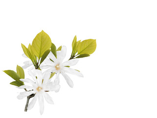 White magnolia flower bouquet isolated on white background.