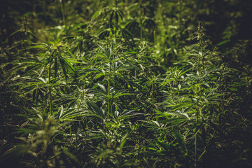 Background of young shoots of marijuana. Growing organic cannabis on the farm. Wallpaper of...