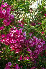 Oleander flowers bush bloom summer subtropics