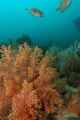 Plakat recifes de coral