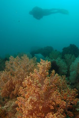 Fototapeta na wymiar recifes de coral