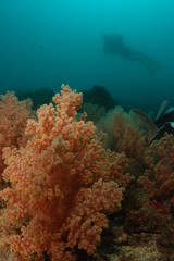 Naklejka na ściany i meble recifes de coral