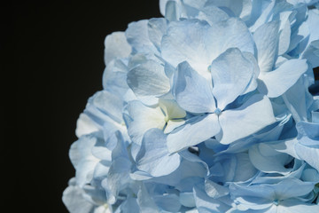 blue hydrangea flower closeup shot with bright light and black background 
