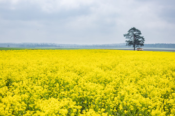 Yellow colza field and green tree in the morning in the fog at sunrise landscape