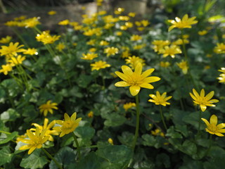 A patch of yellow wildflowers 