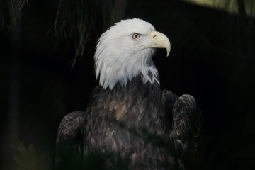 Eagle