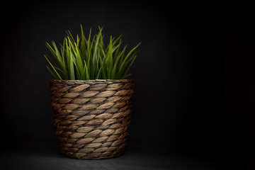 Basket with fresh green grass
