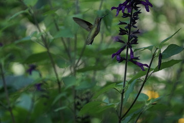 Hummingbird