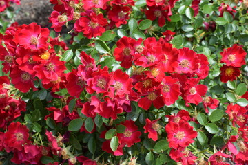 small tiny red rose flowers