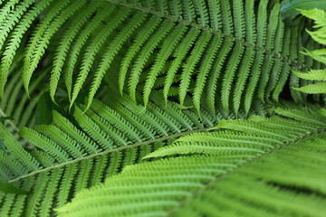 beautiful brught green fern background