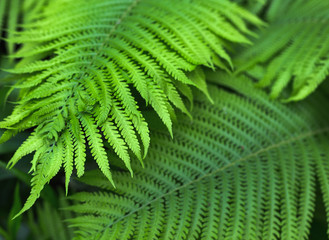 beautiful brught green fern background