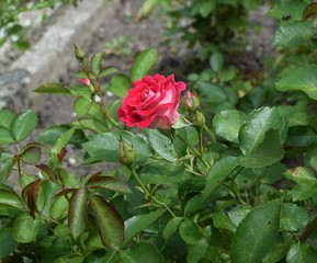 pink rose in the garden