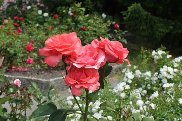 rose bouquet in the garden