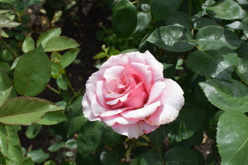 big flower of a pink rose