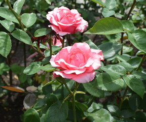 pink roses in the garden