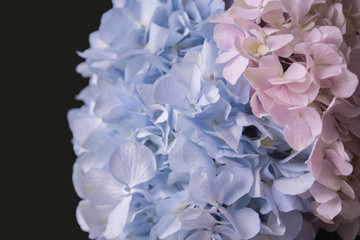 Fototapeta na wymiar Blue and pink hydrangea flower bouquet