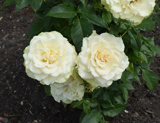 large flowers of a rose