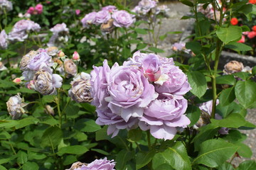 Fototapeta premium lavender roses in the garden