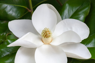white magnolia flower close up with green leaf background © Kort Feyerabend