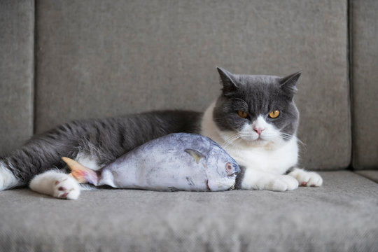 fish flops