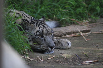 Sleepy Leopard