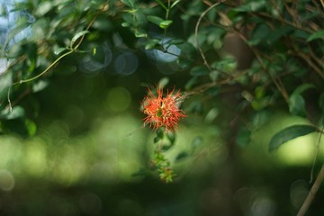 A red strange flower in the forest among green leaves.