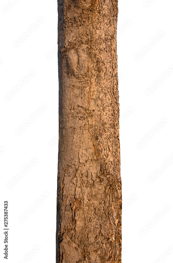 Poster tree trunk isolated on white background