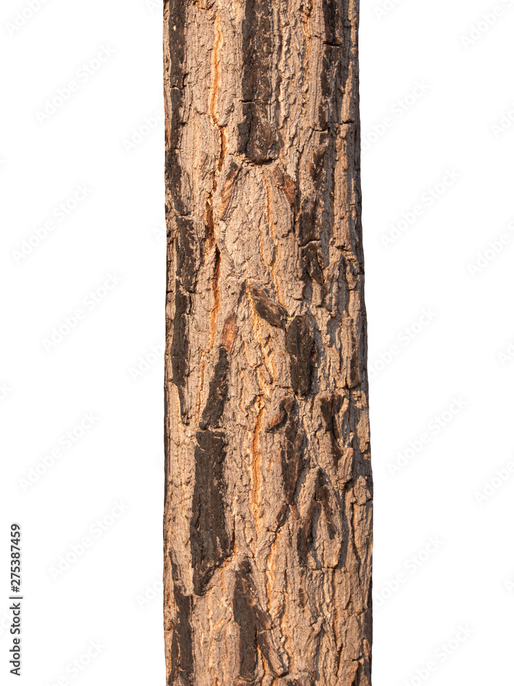 Poster Tree trunk Isolated On White Background