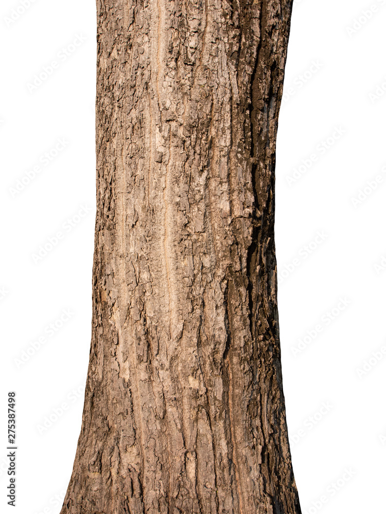 Poster tree trunk isolated on white background