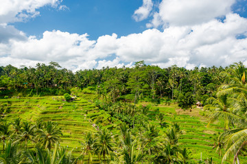 Rice fields in Tegalalang, Bali