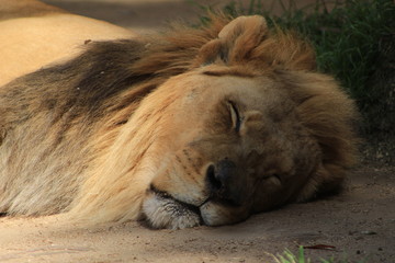 lion lying on rock