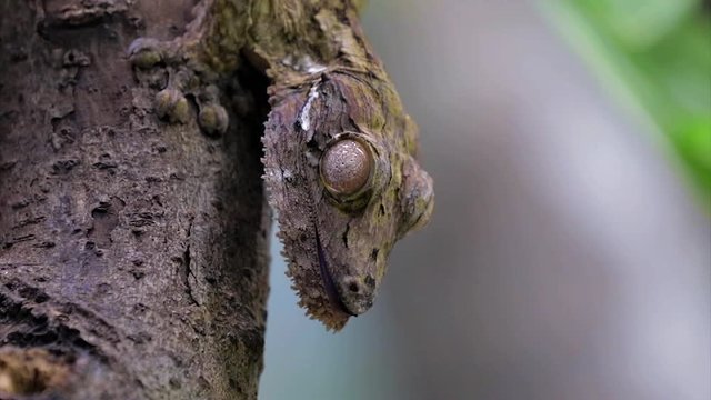 leaf tailed gecko sticking tongue out