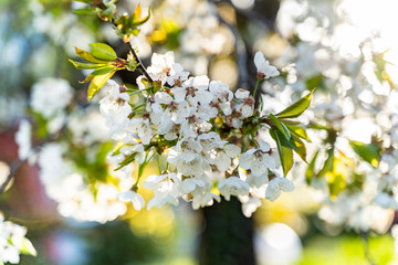 closeup of a beautiful Apple tree flower during spring in South Tyrol backlit from the sun