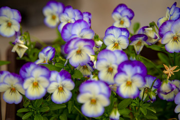 Tricolor violet bloomed in the garden in spring