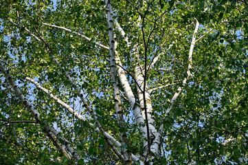 Crown of birch with green leaves.
