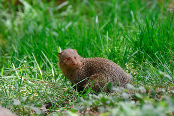 Indian grey mongoose, Herpestes edwardsi sp,Hyderabad,Telanagana, India