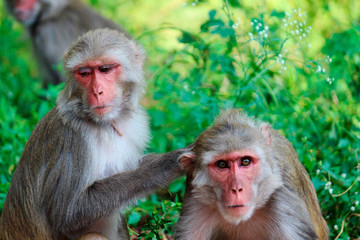 Two monkeys closeup, Macaca mulatta-sp, Hyderabad, Telangana, India