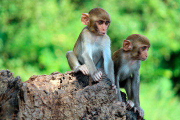 Two young Monkeys sitting on rock, Macaca mulatta-sp, Hyderabad, Telangana, India
