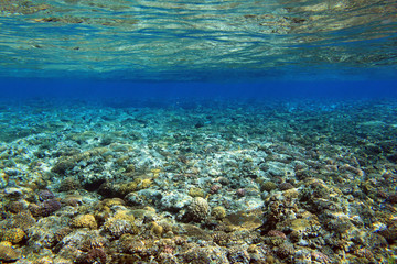 Naklejka na ściany i meble 沖縄のサンゴ礁