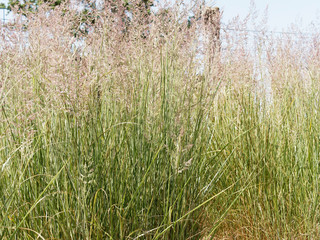 Calamagrostide ou Calamagrostis x acutiflora 'overdam' au long feuillage fin vert foncé surmonté...