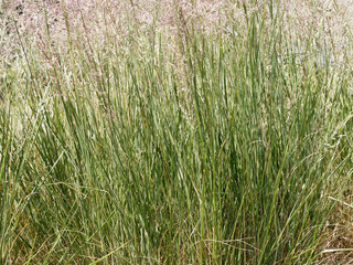 Calamagrostide ou Calamagrostis x acutiflora 'overdam' au long feuillage fin vert foncé surmonté d'épis floraux touffus et mouvant de couleur blanc et pourpre