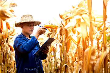 Asian farmer or Agricultural Scientists inspecting,analyse corn cob in cornfield. dry corn ready...