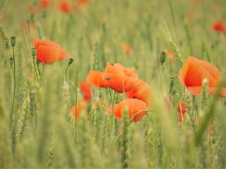 Obraz premium field of poppies
