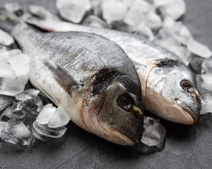 Fresh fish dorado