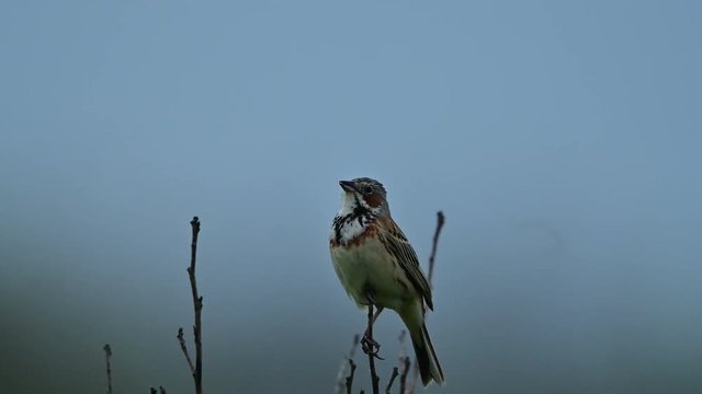 霧の中のホオアカのさえずり