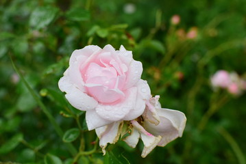 romantic a blooming rose New Dawn with porcelain and pink flowers