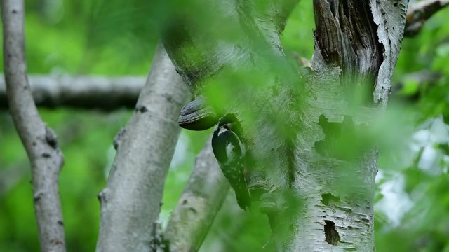 子育て中のアカゲラ