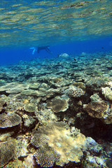 シュノーケラーと珊瑚礁